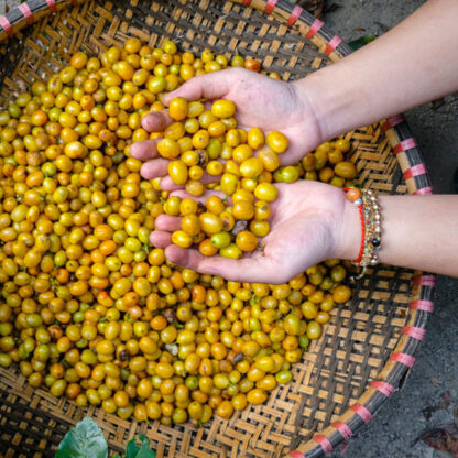 Cà phê Arabica Yellow Bourbon