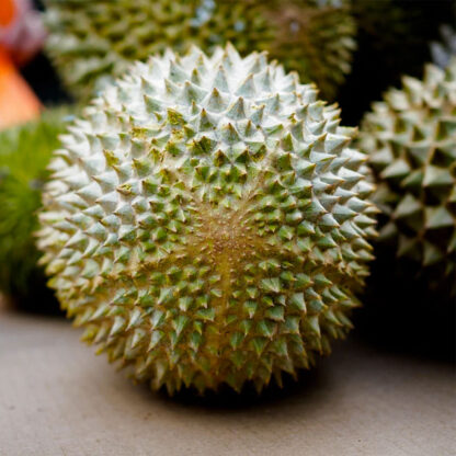 Sầu riêng Musang King Malaysia tươi nguyên trái