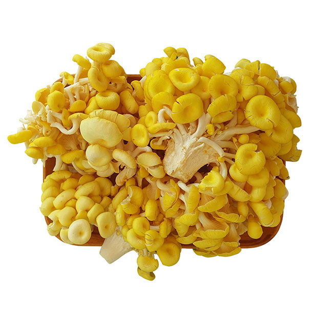 Nấm ngô tươi hữu cơ 500g